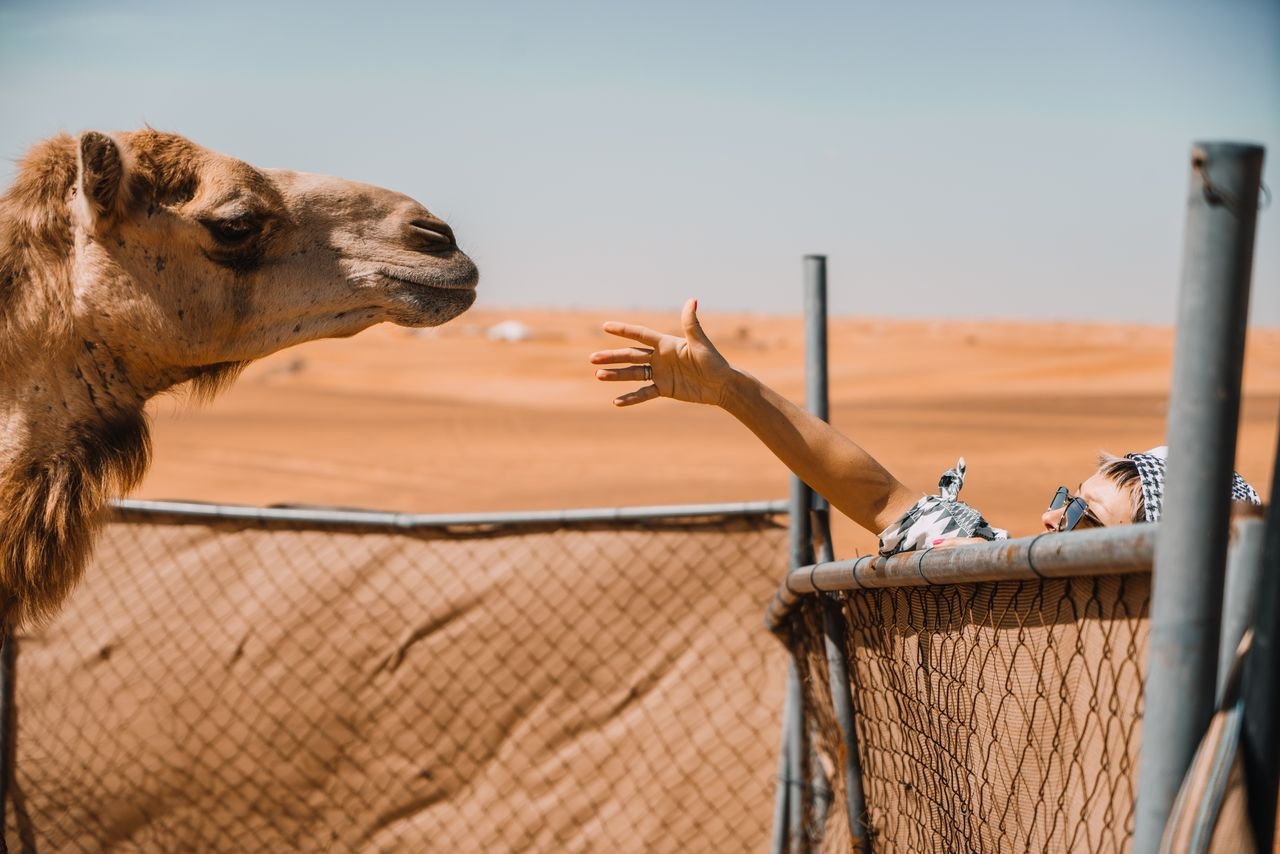 A person reaching towards a camel over a fence in the Dubai desert, under a sunny sky.